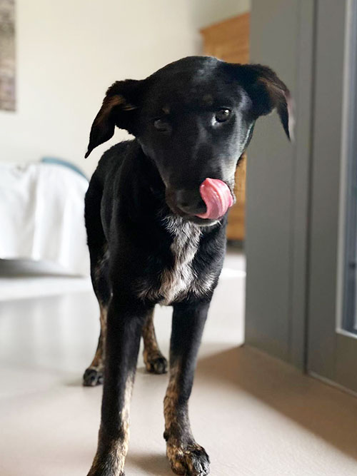 Laika